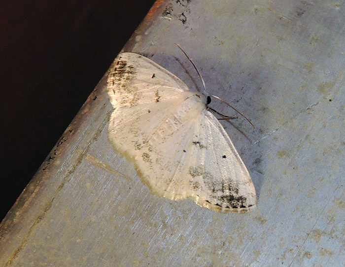 Lomographa temerata Geometridae